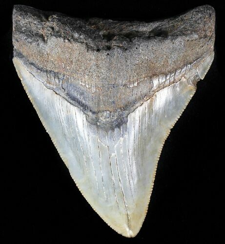 Serrated, Juvenile Megalodon Tooth #56523